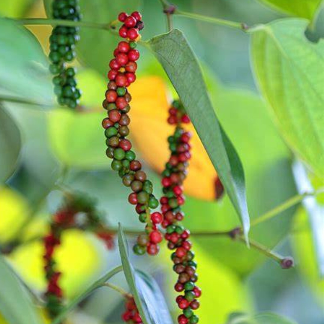 100% Organic Natural Black Pepper Sri Lankan Ceylon spices pure Premium Quality