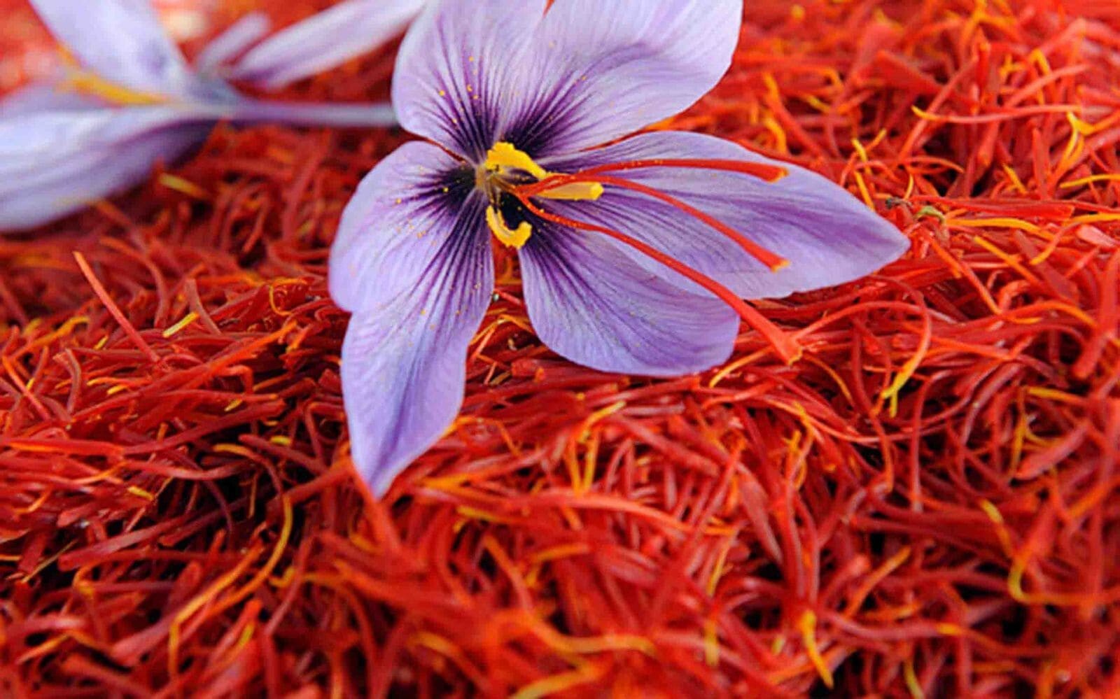 🍂 Original Spanish Saffron 1 gm For Food And Coffee زعفران اسباني اصلي للطبخ