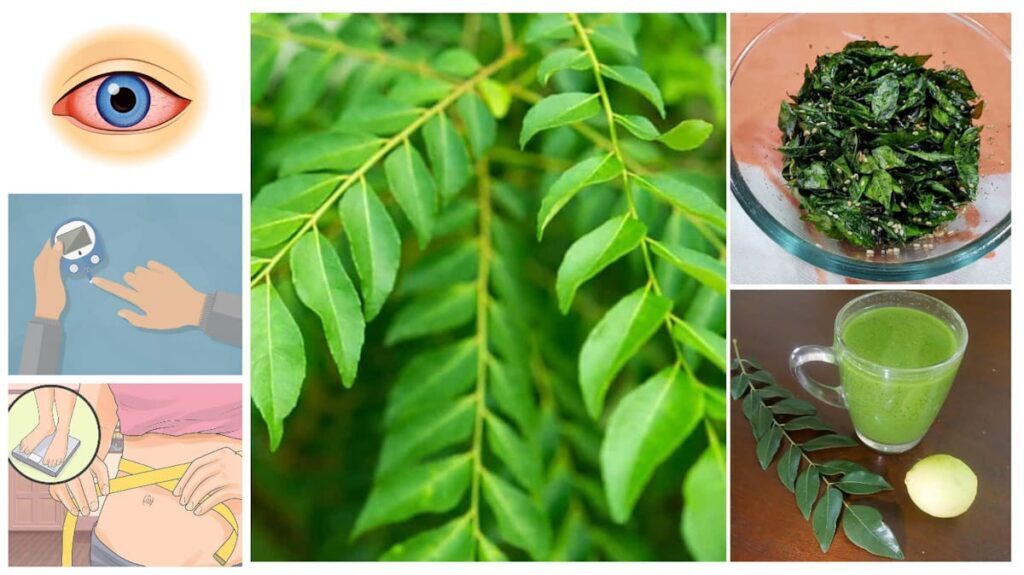 Natural Dried Curry Leaves Organic Premium Herb A Grade Quality Sri Lanka Produc