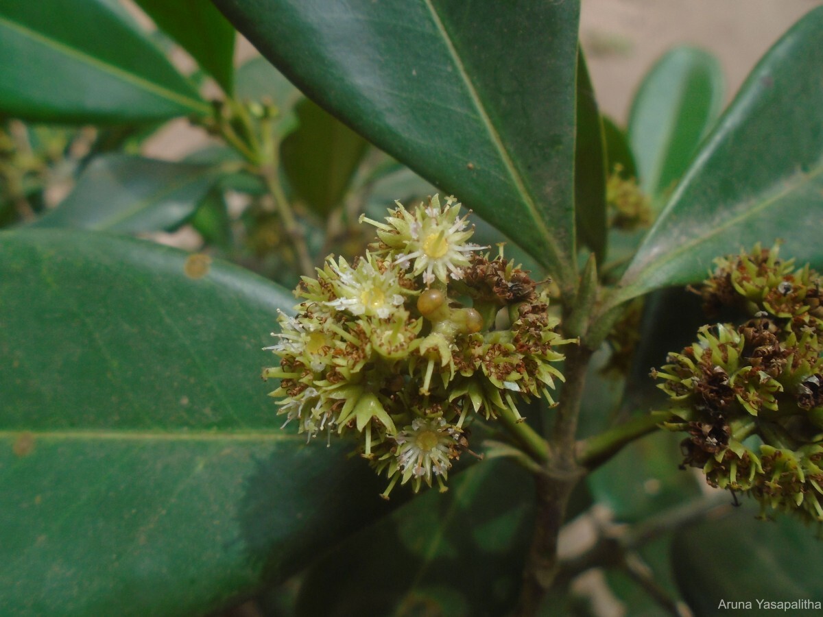 CorkWood Dried Dawata Carallia Brachiata Freshwater Mangrove Carallia 3.5-26oz