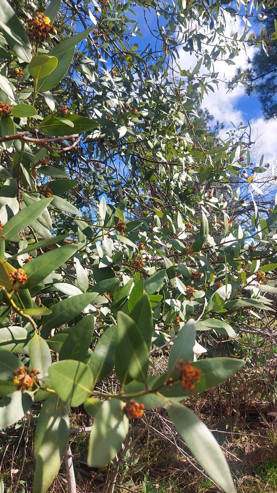 Fresh Organic Bay Laurel Leaves from the Sierra mountains in California 50pcs