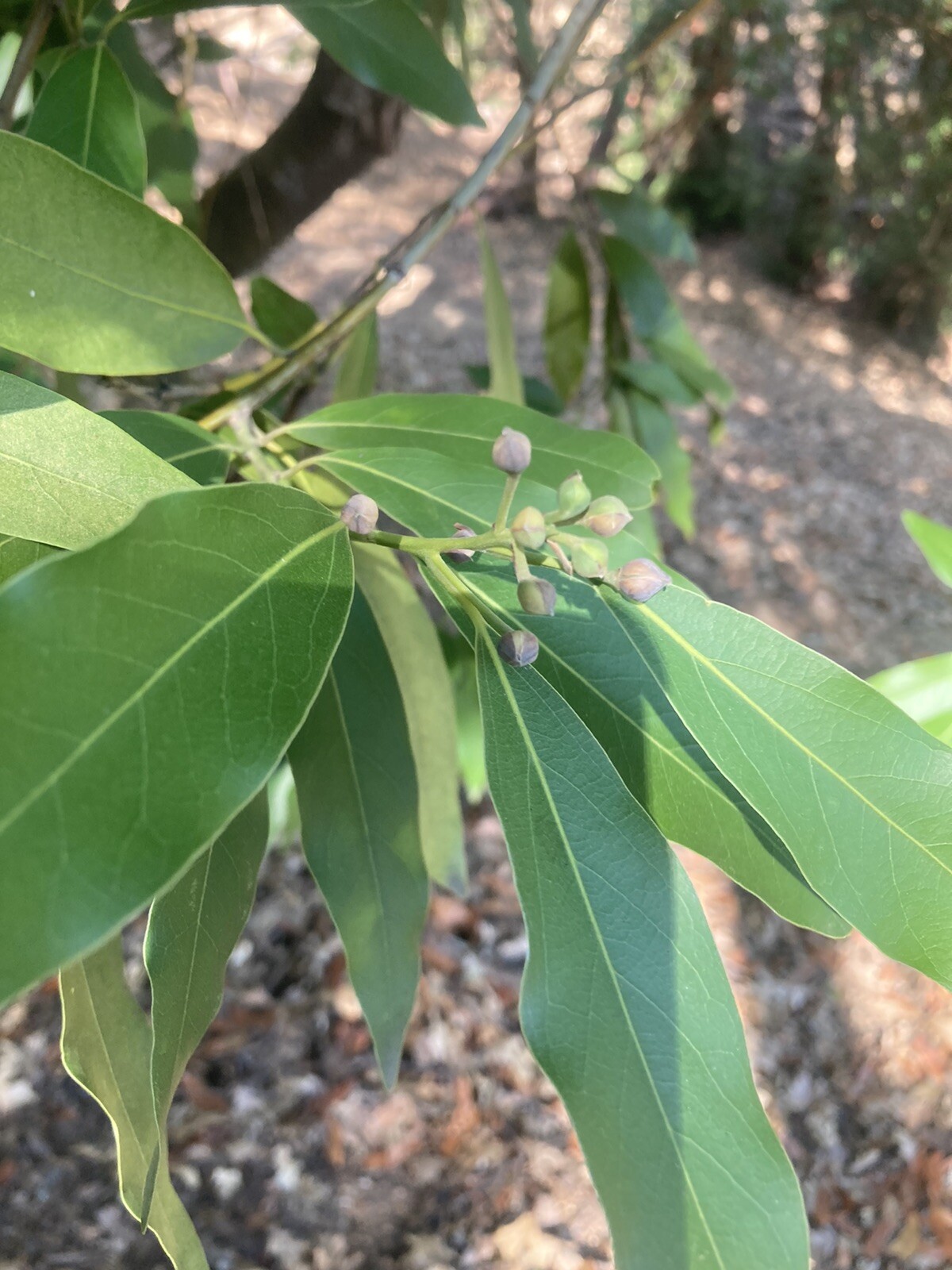 Organic California Bay Leaves 2 Oz Picked Fresh For Your Order (120 Pieces)