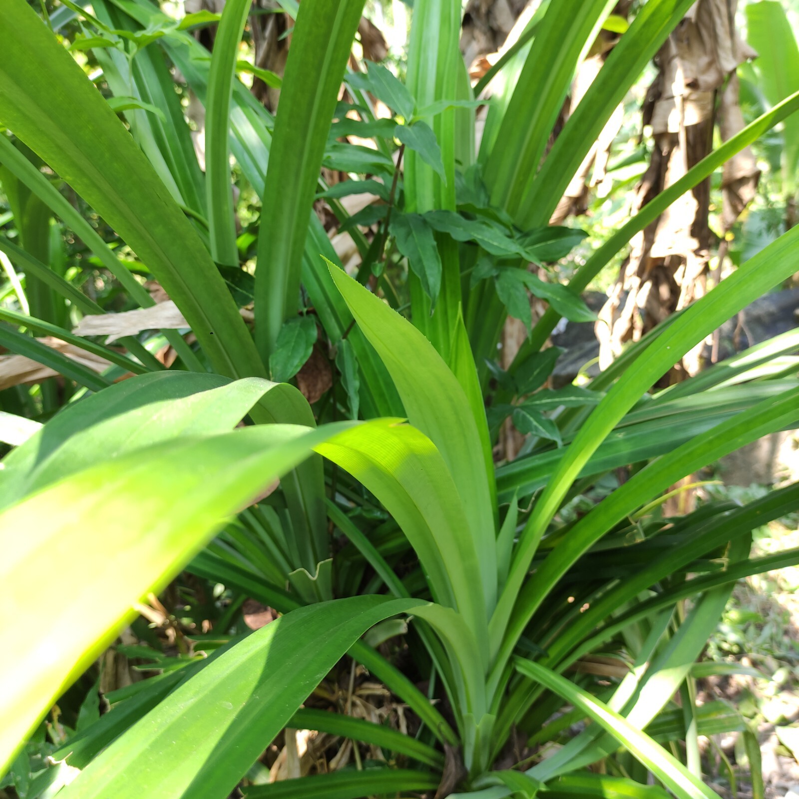 100% Natural Organic Sun Dried Pandan Leaves Pieces Ceylon Quality Free Shipping