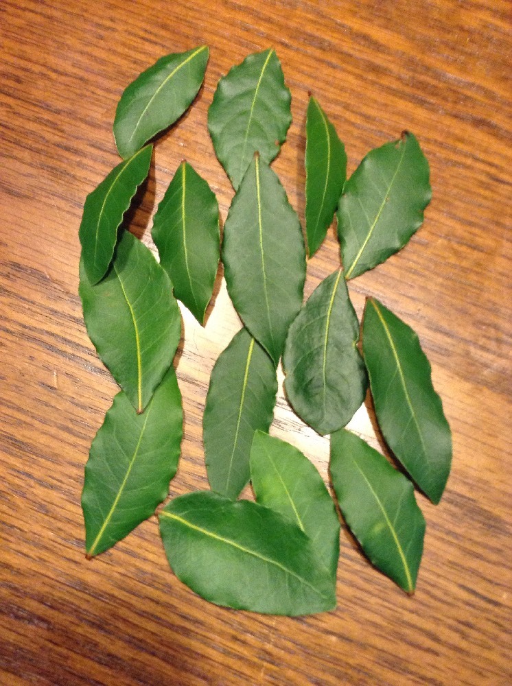 Organic Bay Leaves Leaf, Laurus Nobilis, Fresh Pick, 15 leaves, Fast Ship Herb**