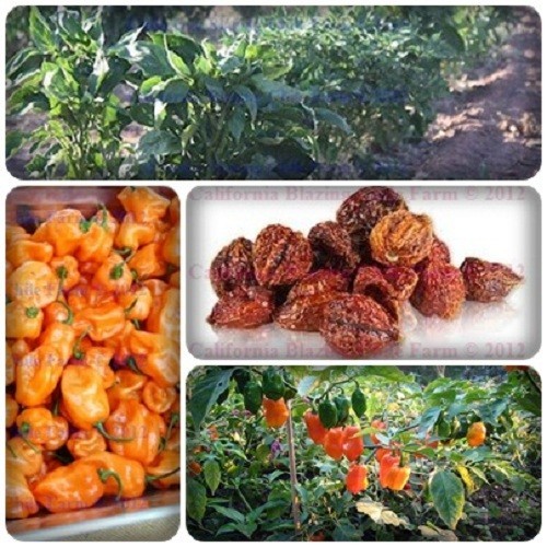 1 oz. Pure Habanero Powder and XXX-Hot! Orgaically grown and cultivated