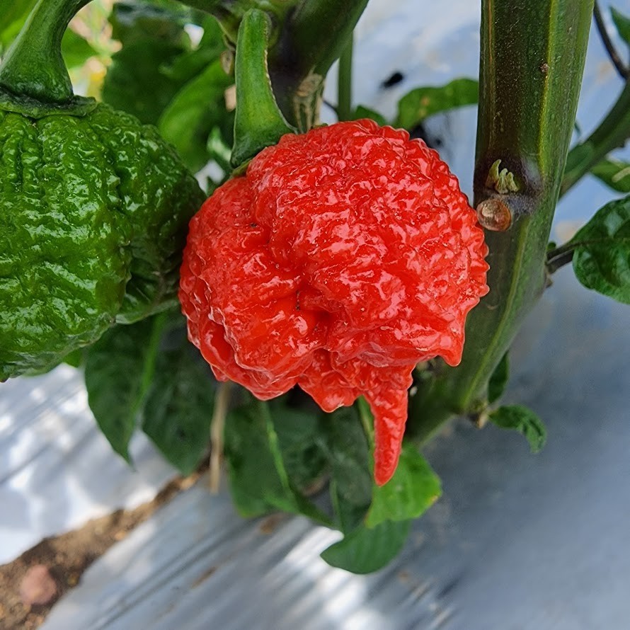 Carolina Reaper & Trinidad Scorpion Pepper Flakes | 1,000,000+ SHU |Free Ship