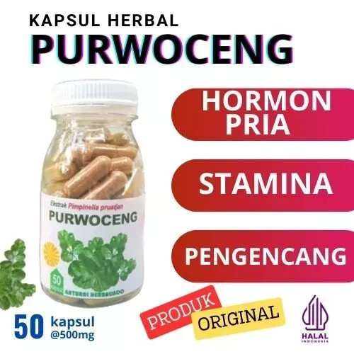purwoceng Natural Organic Herbs Spices Fresh Pure Hygienic Premium Original