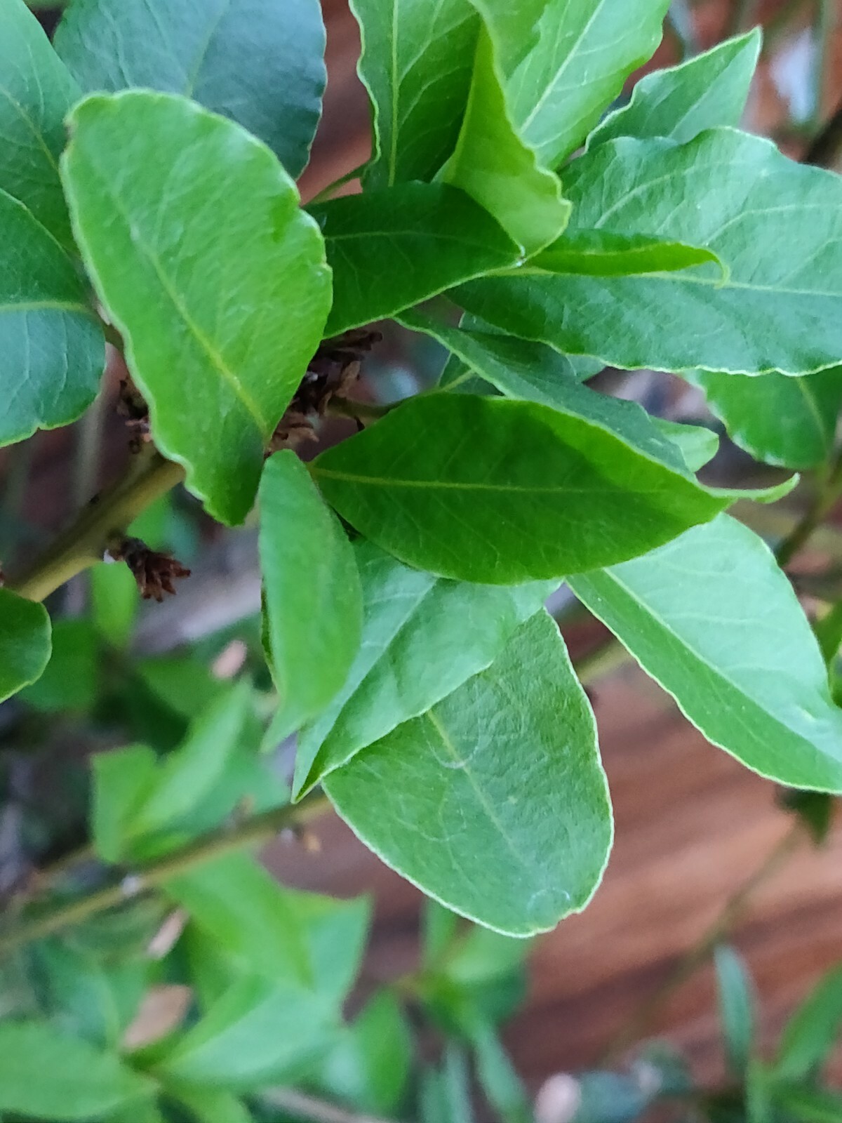 100 HOJAS DE LAUREL FRESCAS ORGANICAS-100 ORGANIC FRESH BAY LEAVES
