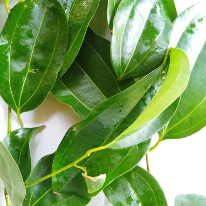 Dried Cinnamon Leaves 30 Organic Pure Natural Healthy Herbal Spices whole leaf
