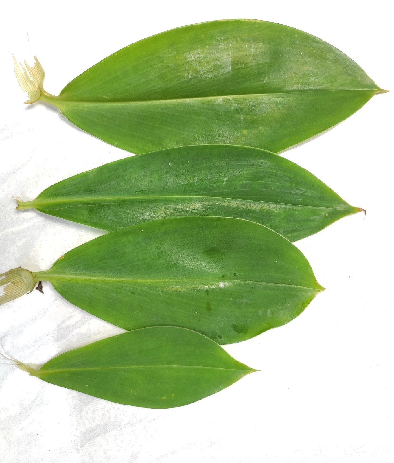 Dried Thebu Leaves DIABETIC Insulin best Ayurvedic CANEREED Speciosus Tea Drink