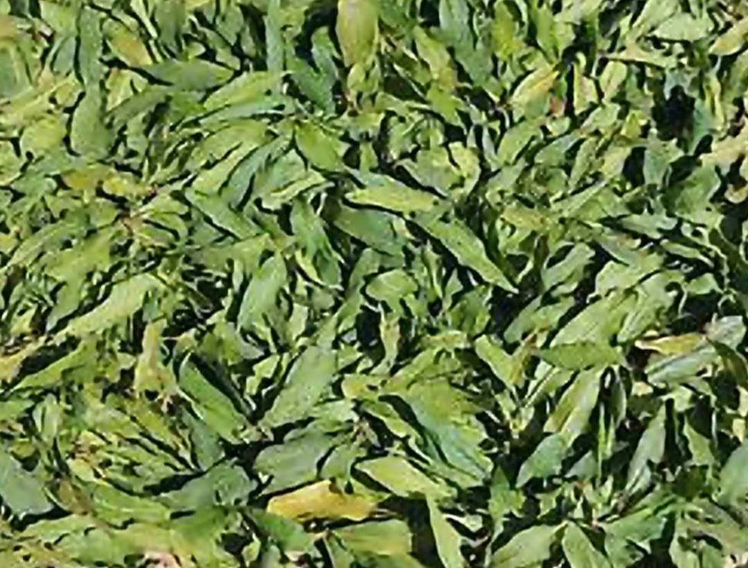 Pure Natural Dried Pomegranate Leaves, Herbal Organic Handmade Premium Tea , Org
