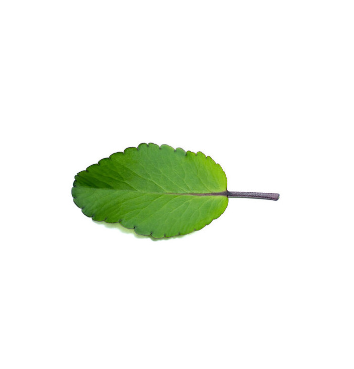 Fresh For Planting Leaves-Miracle Leaf (Bryophyllum pinnatum) Leaf of Life live