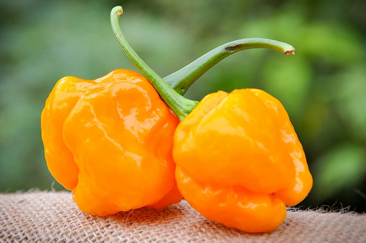 Very Hot Pure Scotch Bonnet Pepper Powder 0.5 OZ (14 g) – Limited Qty