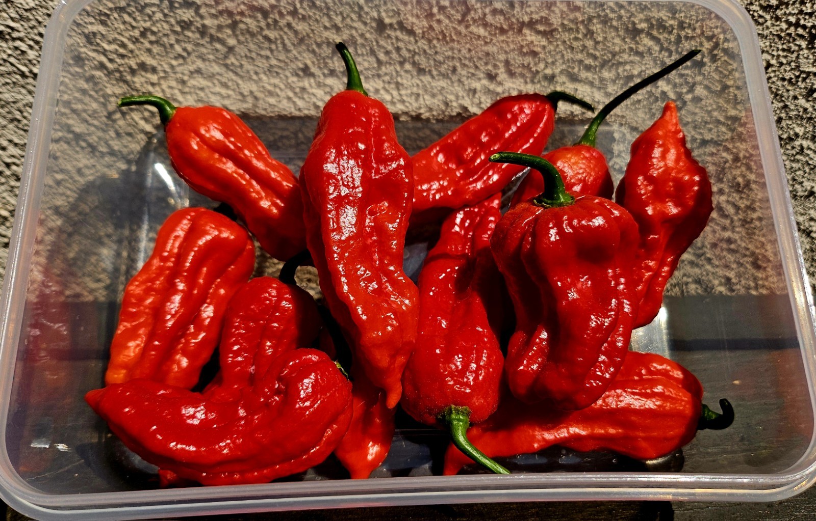 Ghost Peppers FRESH, 12 Peppers, Organic