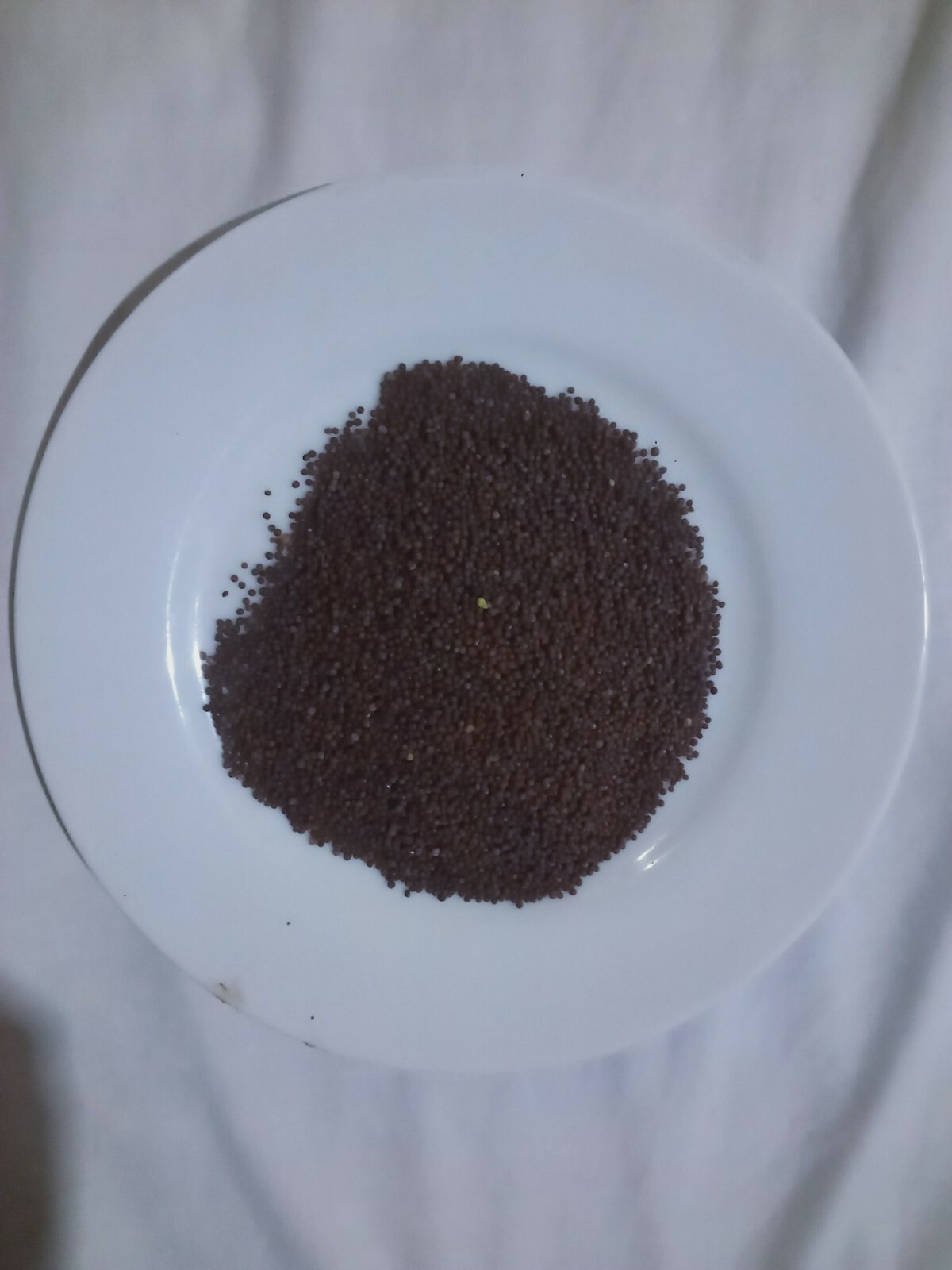 100% pure organic BLACK MUSTARD SEEDS quality free shipping from Srilanka
