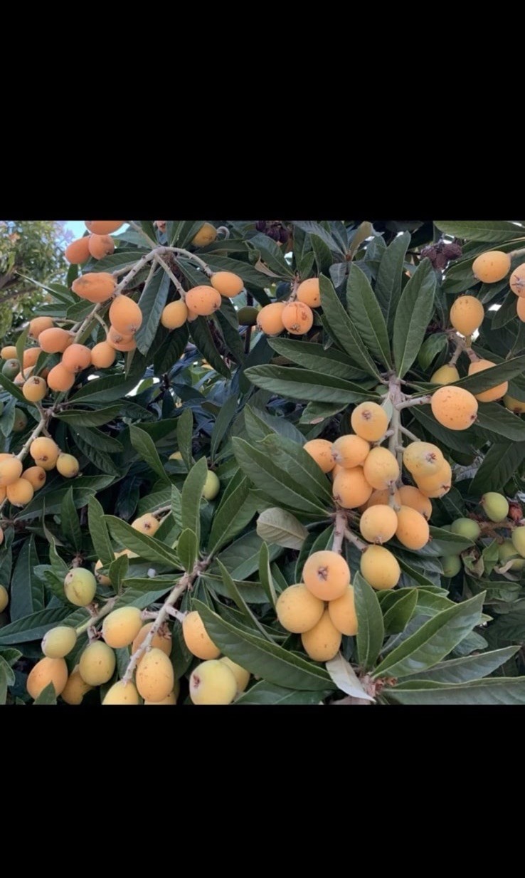 100+ Loquats Leaves Fresh Picked Organic Home Grown