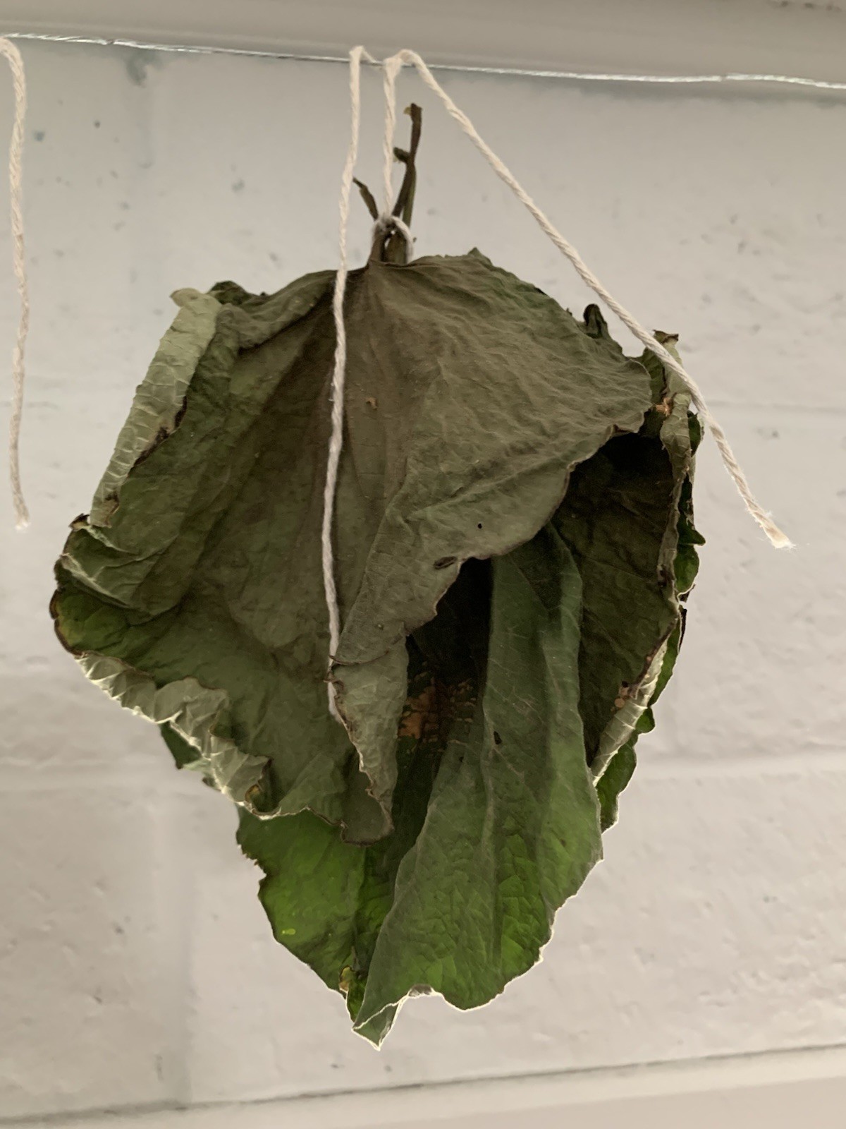 Hoja Santa Leaves- 5 Per Bag- Home Grown Organically In California