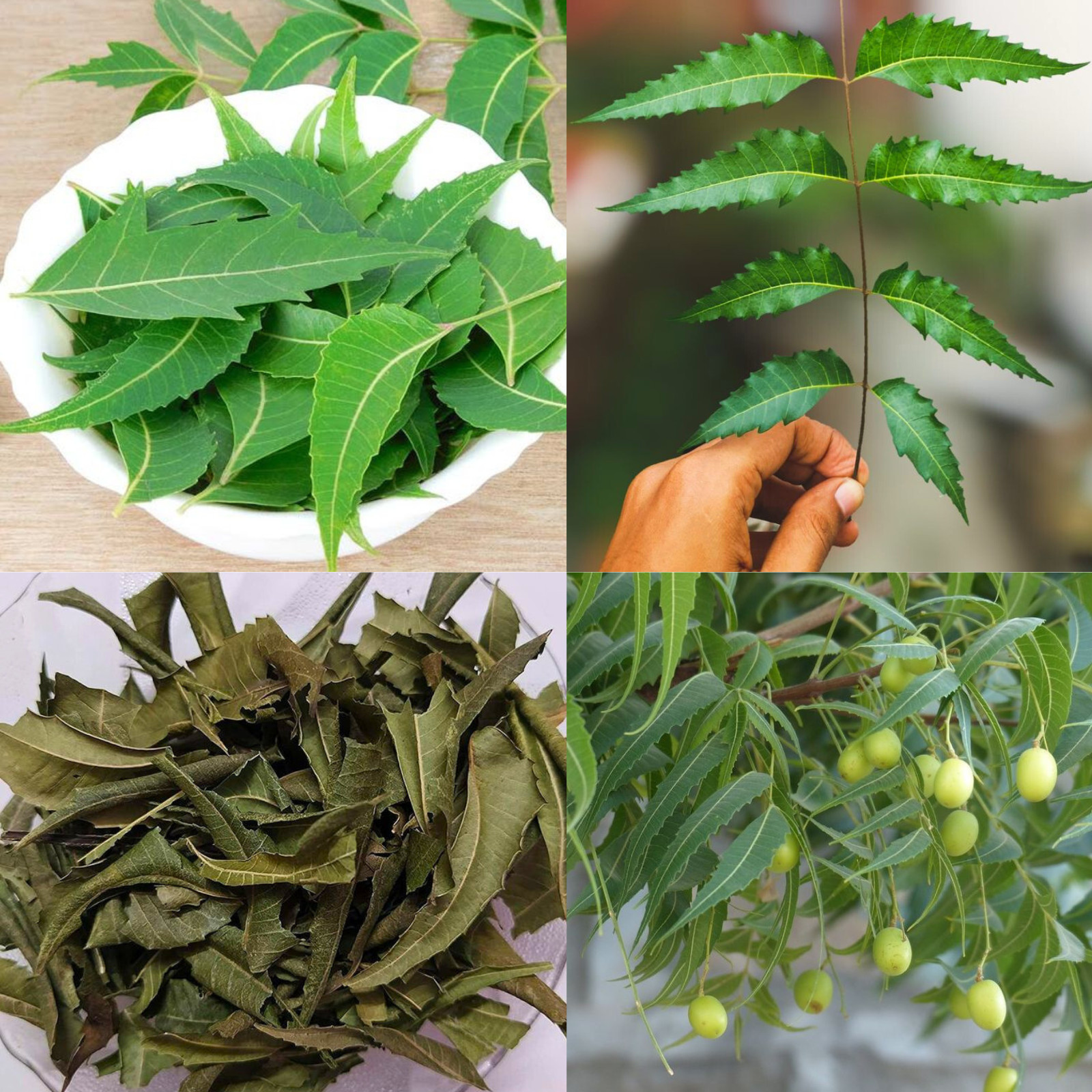 Ceylon Dried Neem Leaves Freshly Picked Organic Herbal Immune Boosting 500g