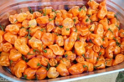Carolina Reaper/Moruga/Ghost Pepper/Habanero ~Garlic Chile Oil~ Freakishly SPICY