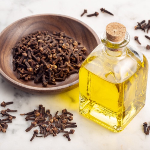 Cloves Organic Dried Fresh ~ Syzygium Aromaticum ~ 100% Premium Sri Lanka
