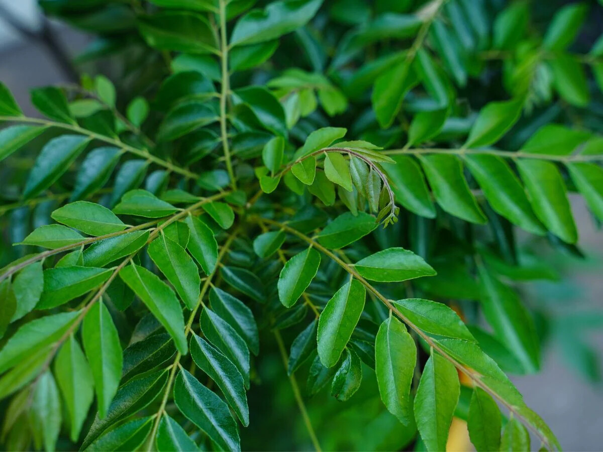 Organic Fresh 100% Natural Dried Curry Leaves .