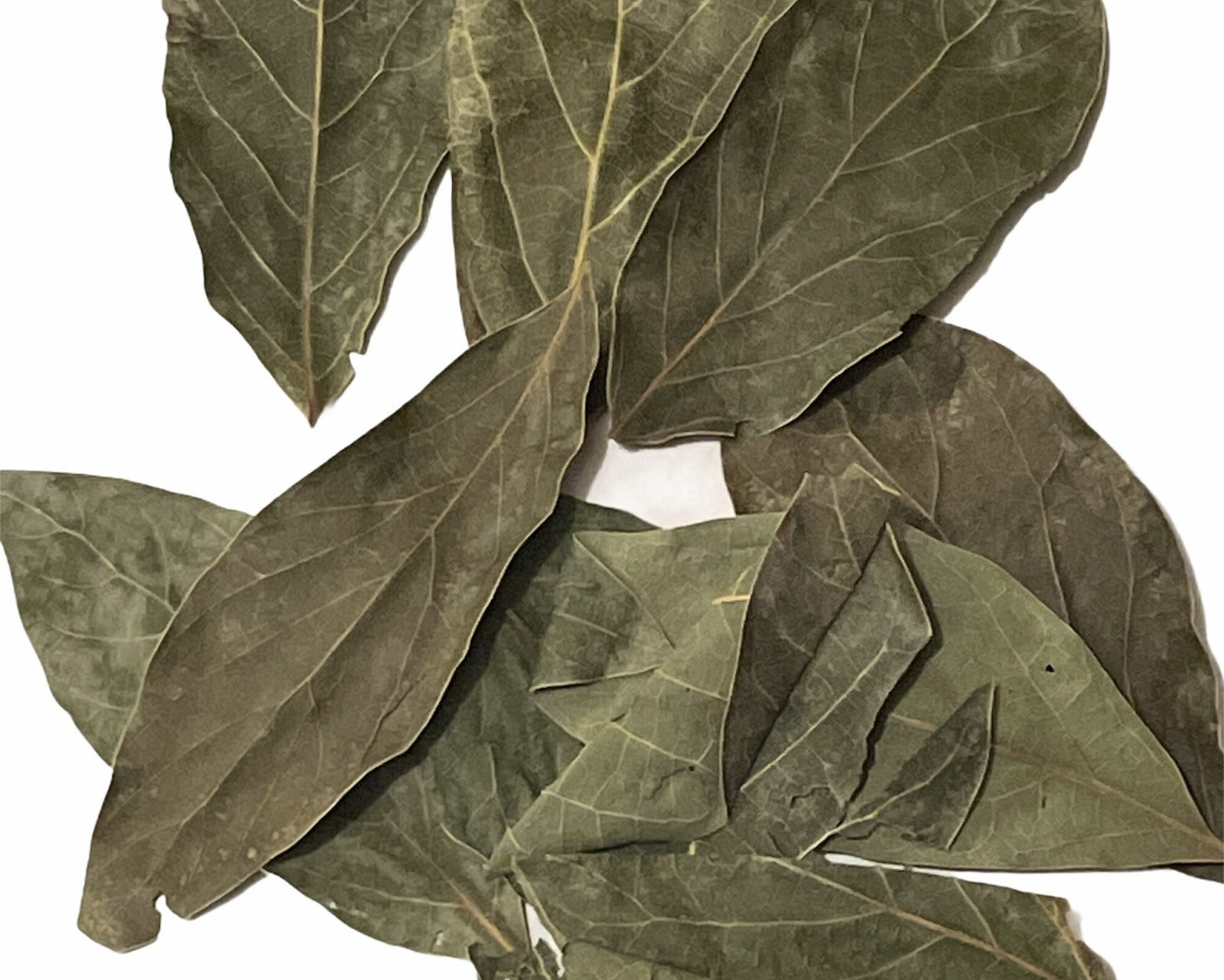 Dried Avocado Leaves, Hojas de Aguacate Seco, Avocado Leaves Tea: 2 oz and 4 oz