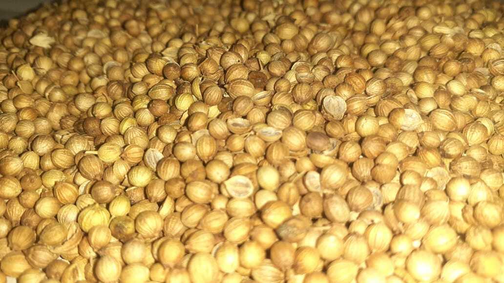 Ceylon Dried Raw Coriander Seeds Whole 100g Fresh Organic Spice Non-GMO Verified
