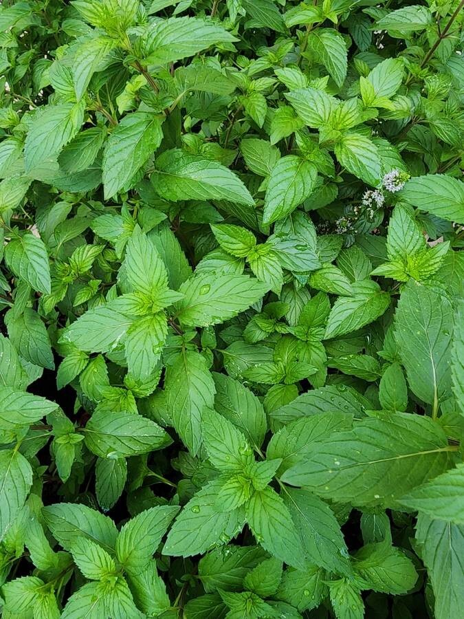 Fresh Peppermint Leaves from my herb garden