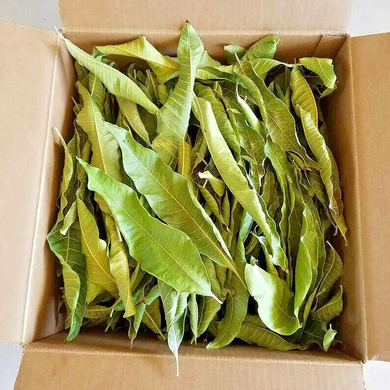 ORGANIC PURE CEYLON 100% NATURAL SUN DREIED MANGO HERBAL LEAVES 150Pcs