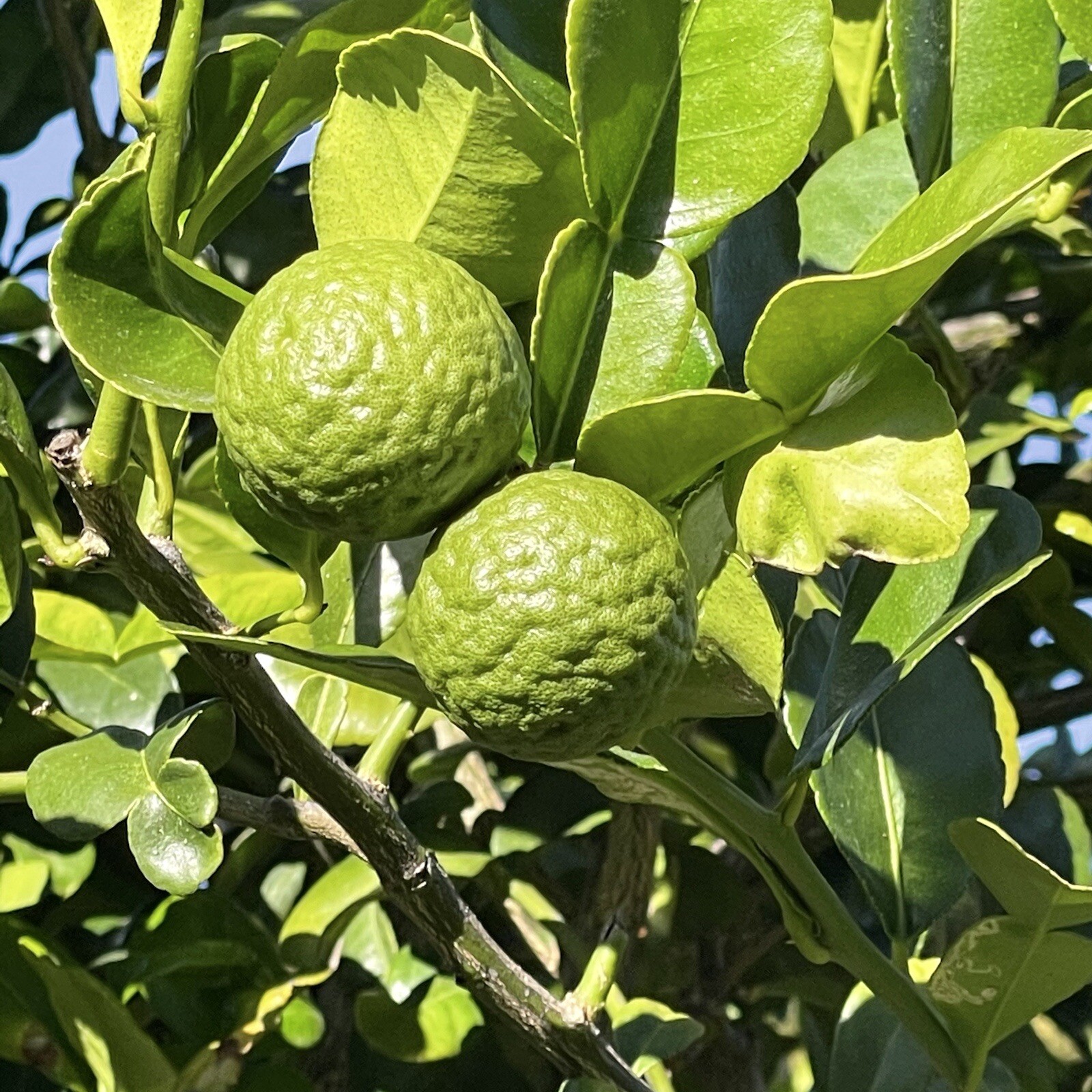kaffir Organic Lime Leaves 1 Oz Fresh Hand Picked When Order (about 40 leaves )