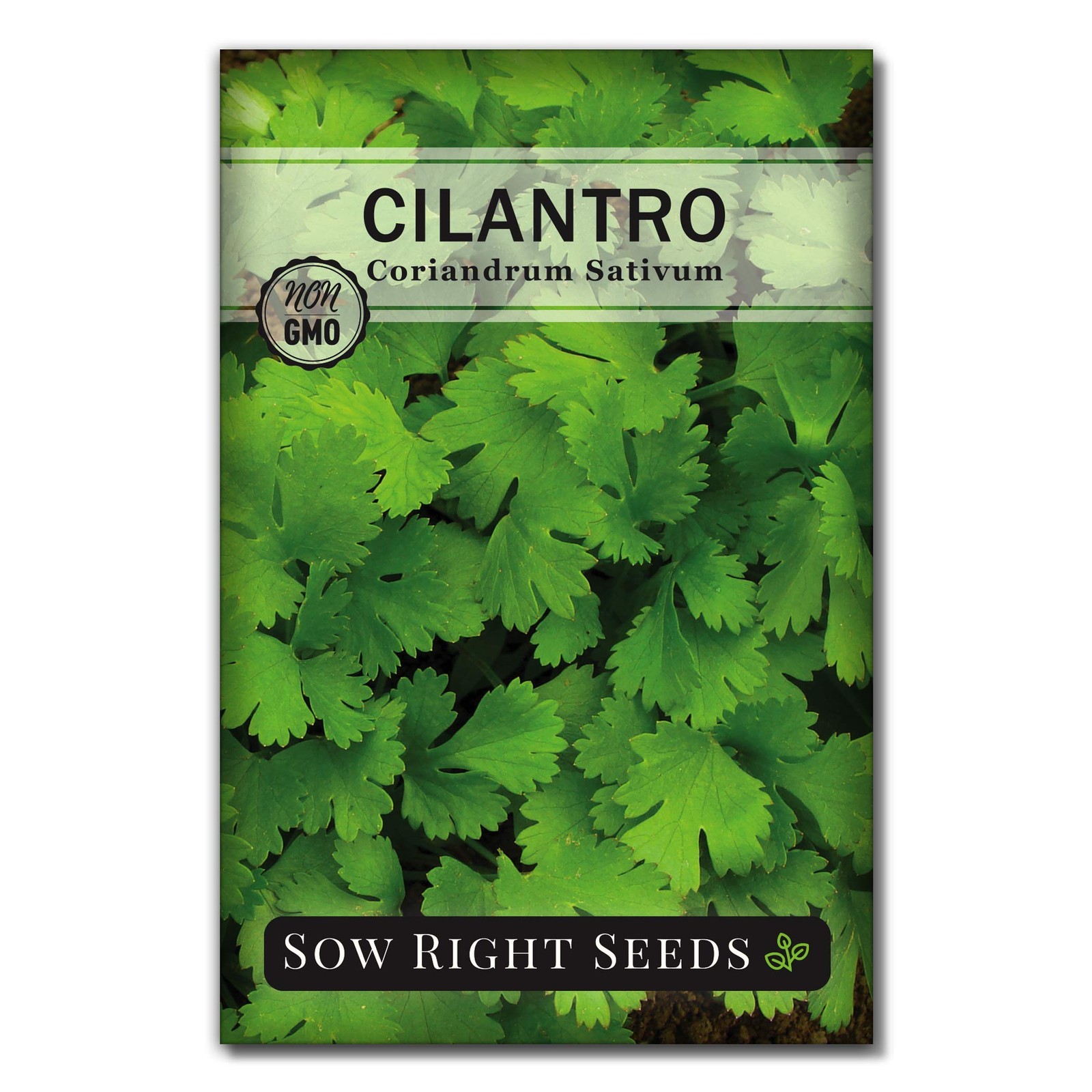 Sow Right Seeds – Cilantro for Planting – 1 Standard Packet, Green