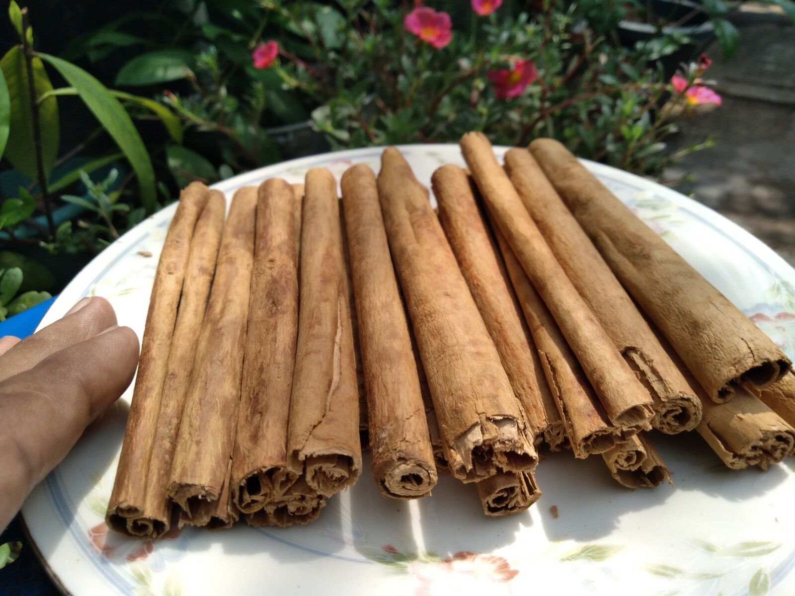 Ceylon Cinnamon sticks – Organic High Quality Pure Natural True Sri Lankan 100 g