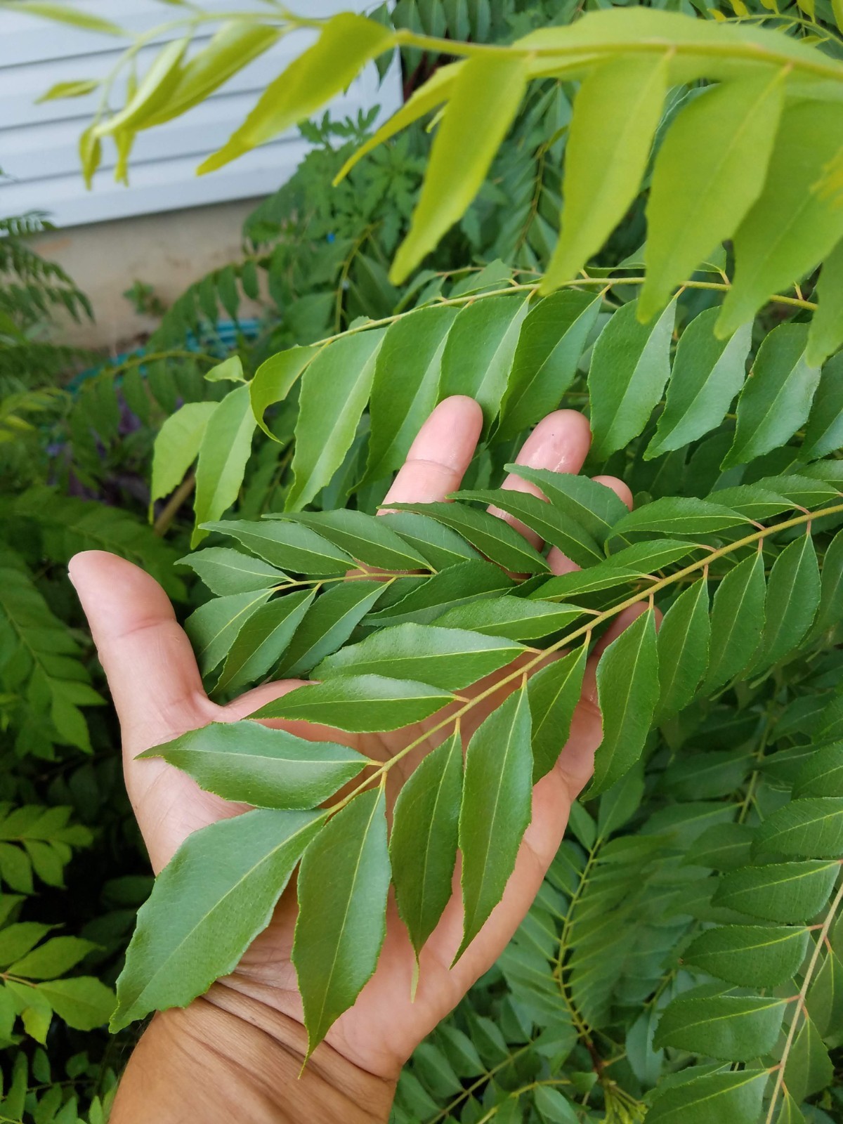USA Organic Fragrant Fresh CURRY LEAVES Murraya koenigii Herb 20 Stems