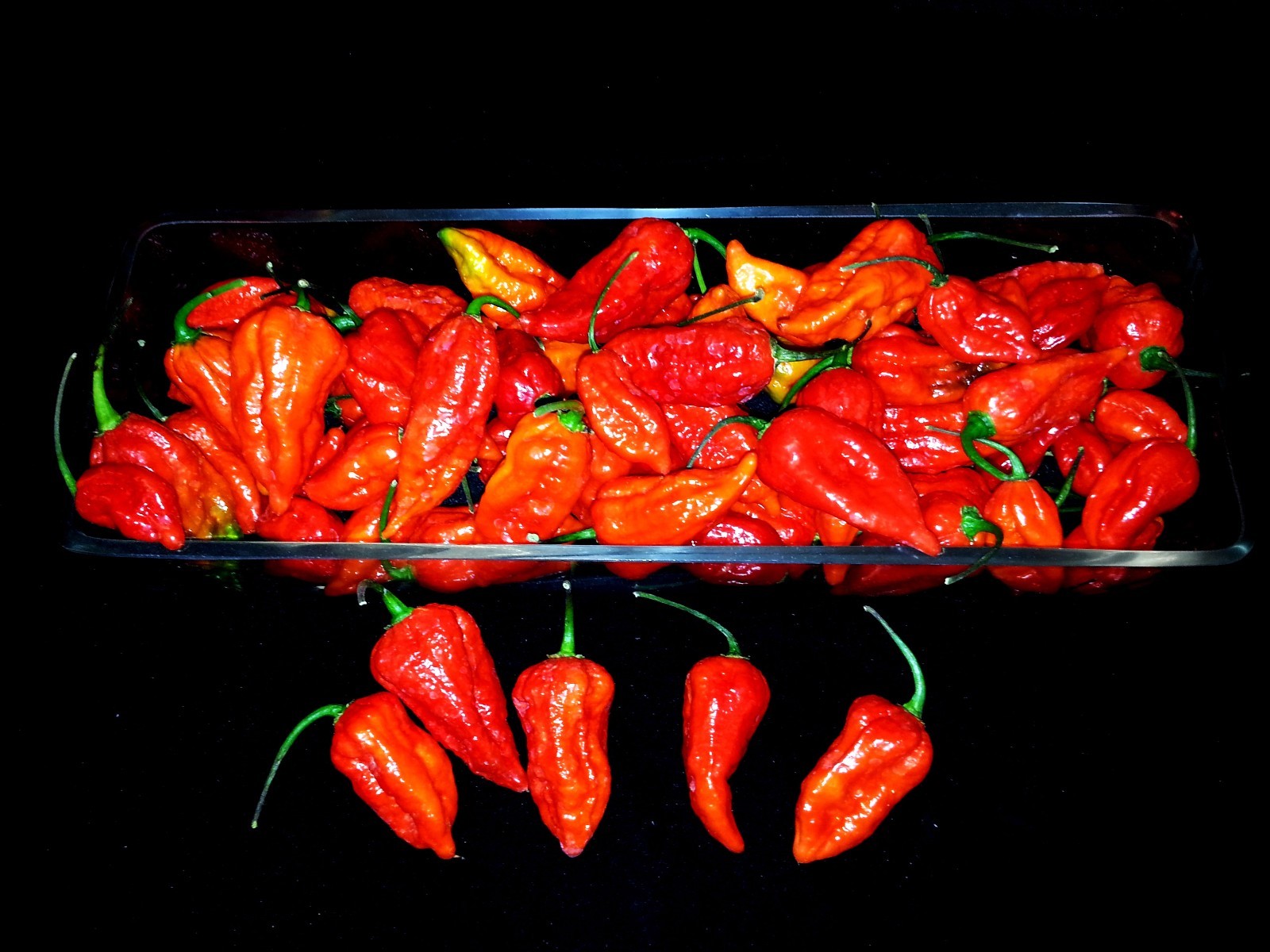 Carolina Reaper/Moruga/Ghost Pepper/Habanero ~Garlic Chile Oil~ Freakishly SPICY