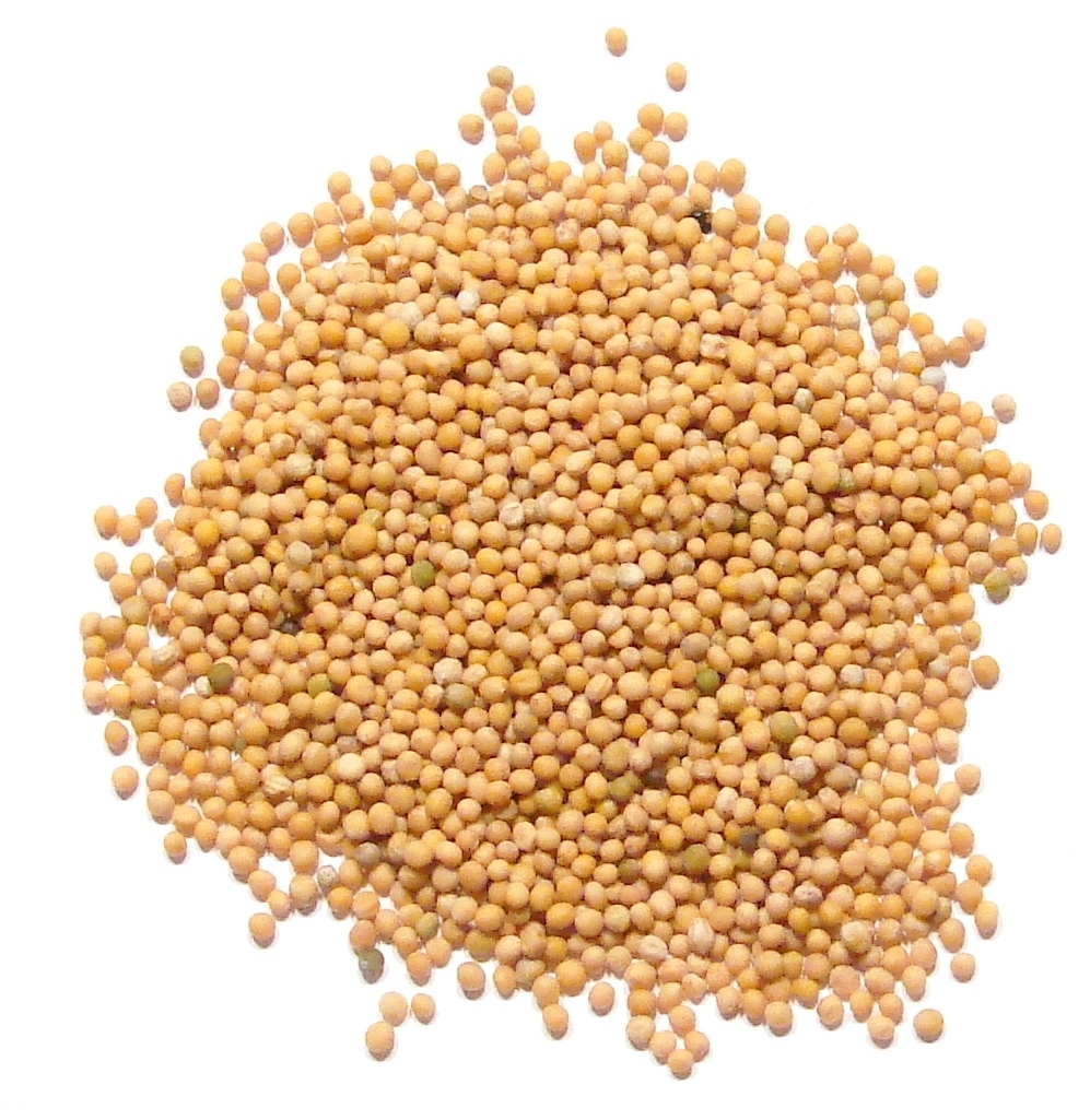 Mustard Seed, Yellow – 2 Pounds – Bulk Whole North American Yellow Mustard Seed