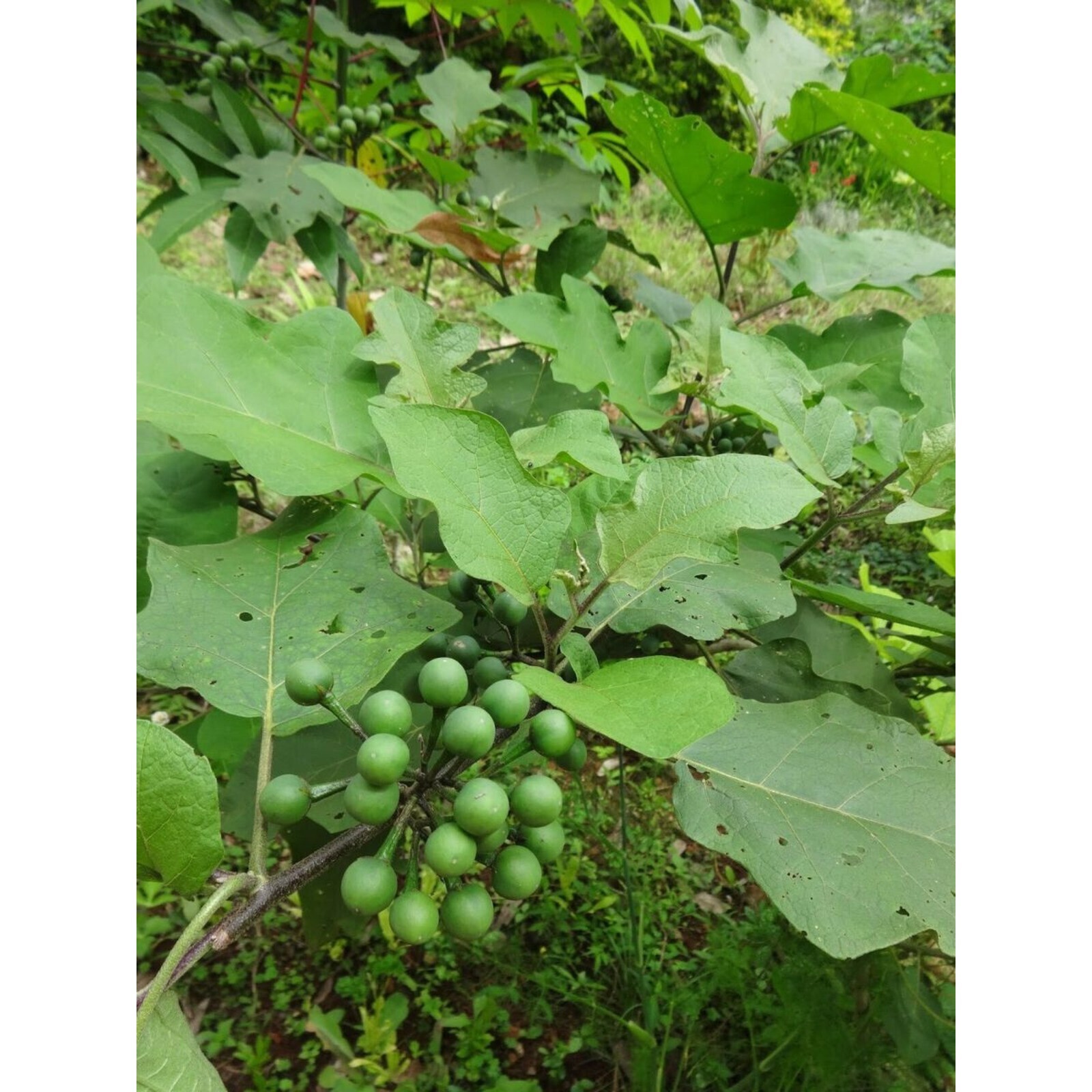 35+ Dried Turkey Berry Leaves (Solanum Torvum) – 100% Natural Organic Pure Leaf