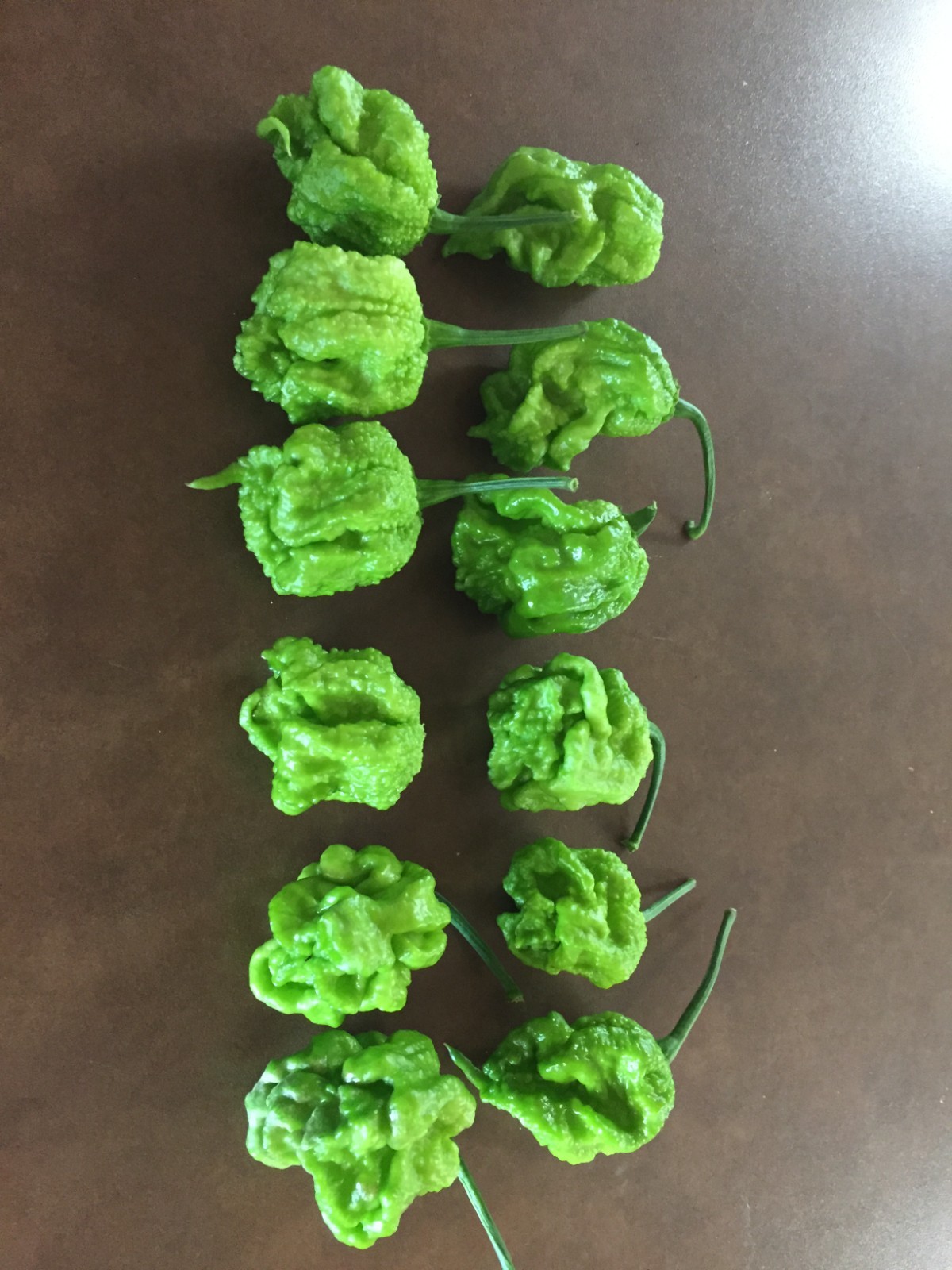 6 FRESH PICKED Green Unripen Carolina Reaper Peppers (Hydroponically Grown)