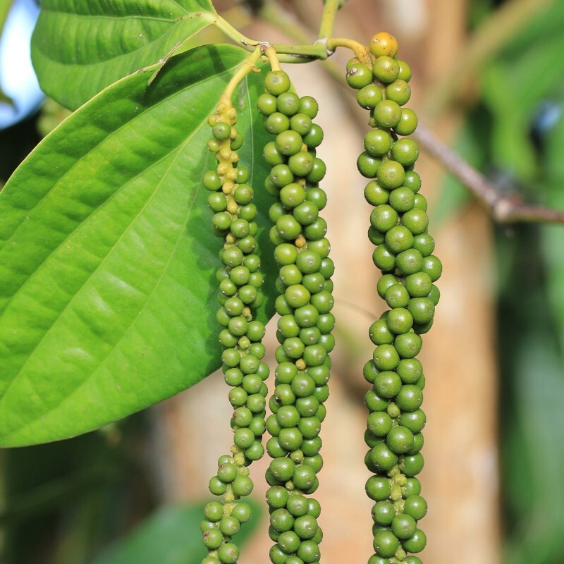 Black Pepper whole Peppercorns sri lanka Ceylon spices 100% organic Natural pure