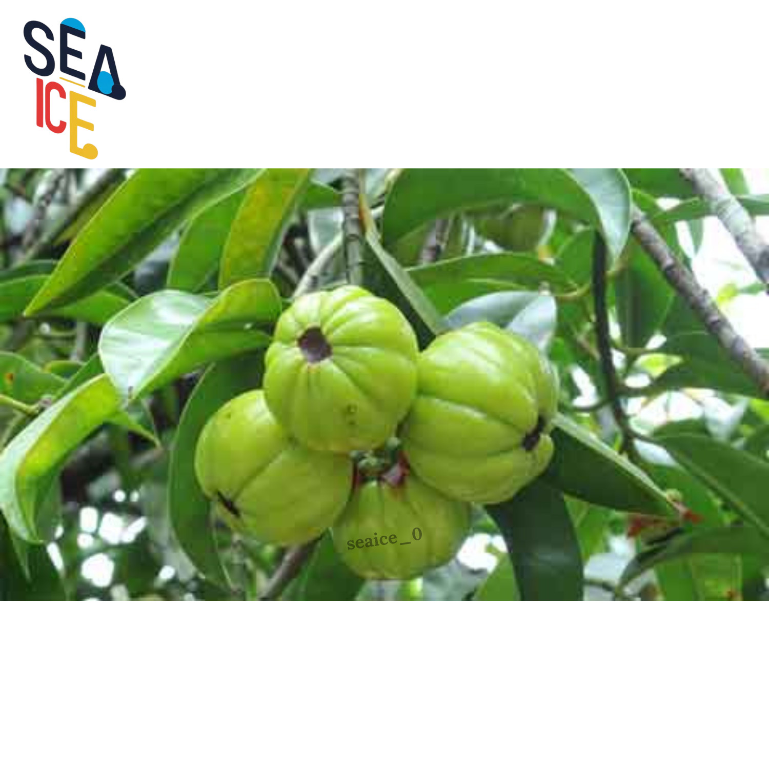 Dried Garcinia / Asam Keping Slices Traditional Malaysian Ingredient Hot
