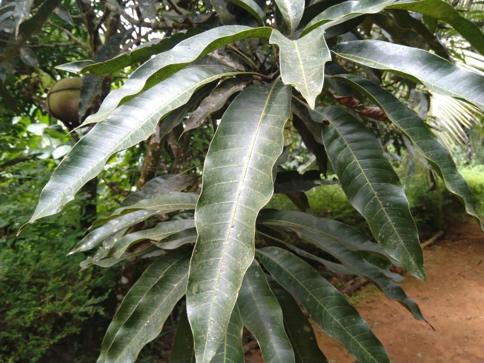 Dried Mango Leaves 100% Pure Naturel Organic Homemade From Sri Lanka/100pcs