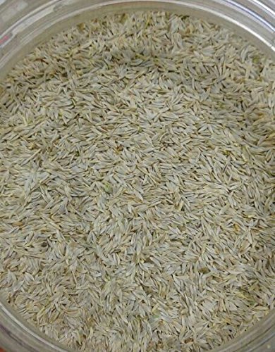 White Cumin Seeds (Safed Jeera,Zeera) 120 Grams 100% Natural and Pure