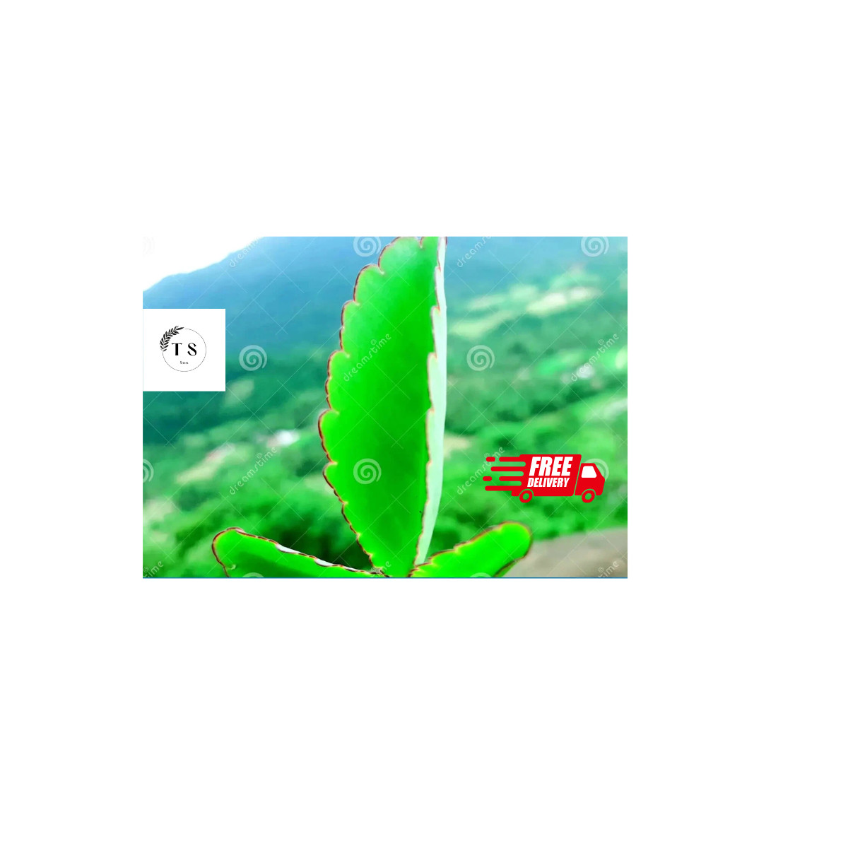 Leaf of Life Miracle Leaf DRIED Medicinal Plant AKKAPANA (10 LEAVES)