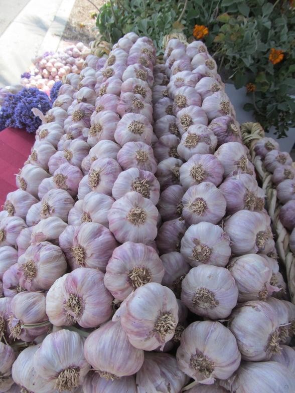 15 Bulb Garlic Braids Certified Organic USA Spicy Purple Stripe Non GMO