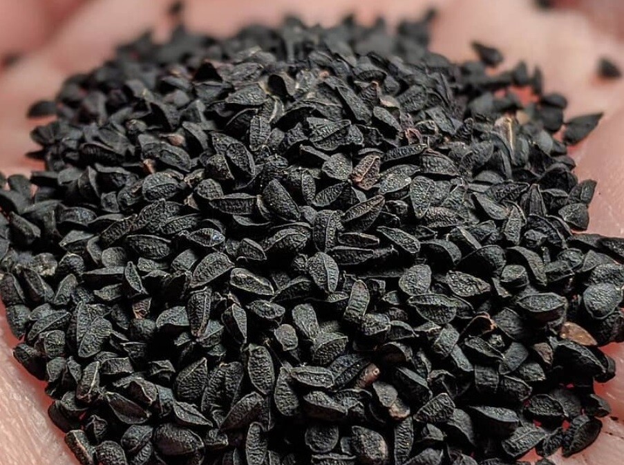 3kg Kalonji Kaloonji Spice Seed Nigella Seeds – Aussie Seller – Free Postage