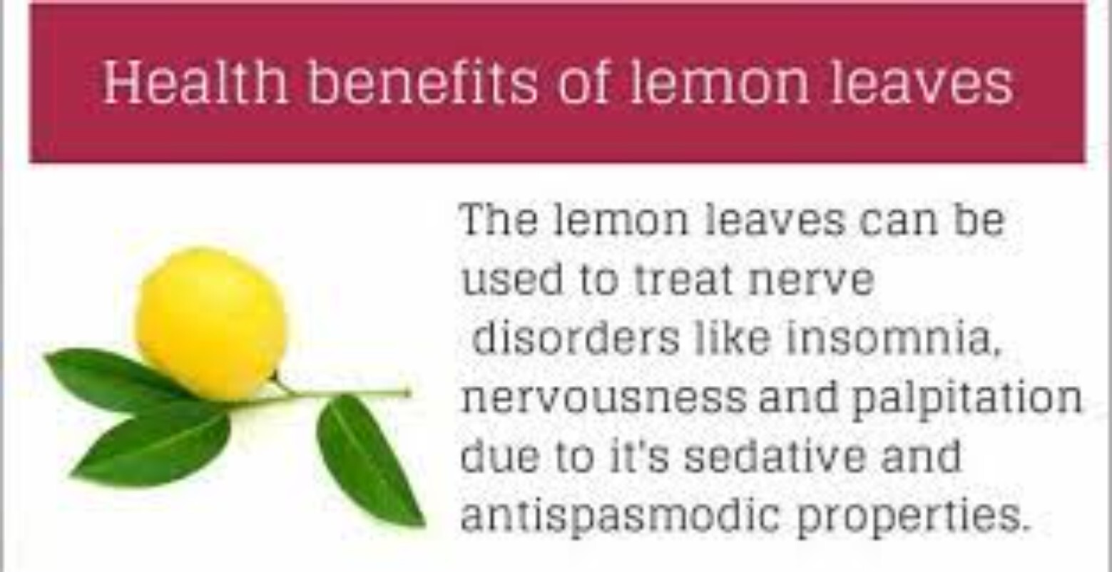 Dried Lemon Leaves 100% Pure Natural Organic Ceylon Herbal Fresh Healthy