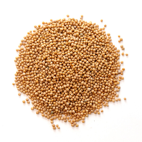 Yellow Mustard Seed – 16 oz. | Bulk | Spice Jungle