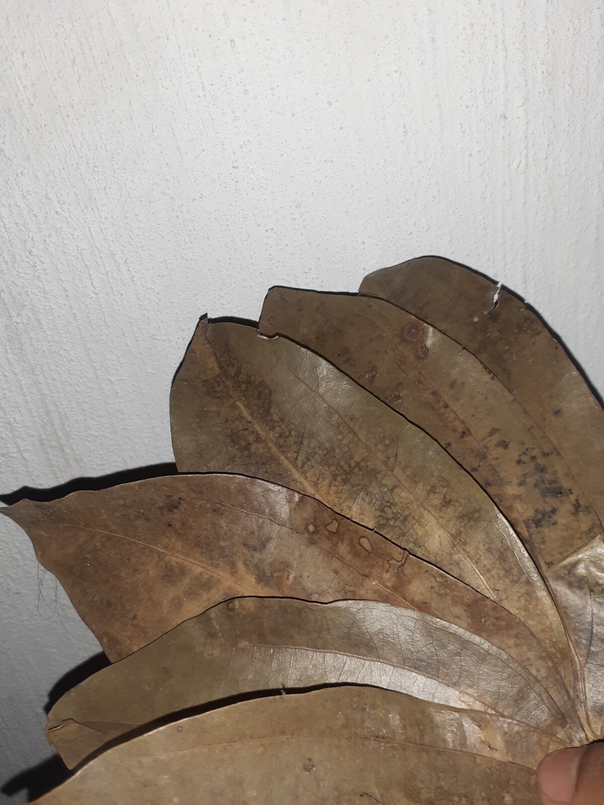 Dried CINNAMON LEAVES 100% Organic Pure Ceylon Premium Quality Herbal Leaf 100