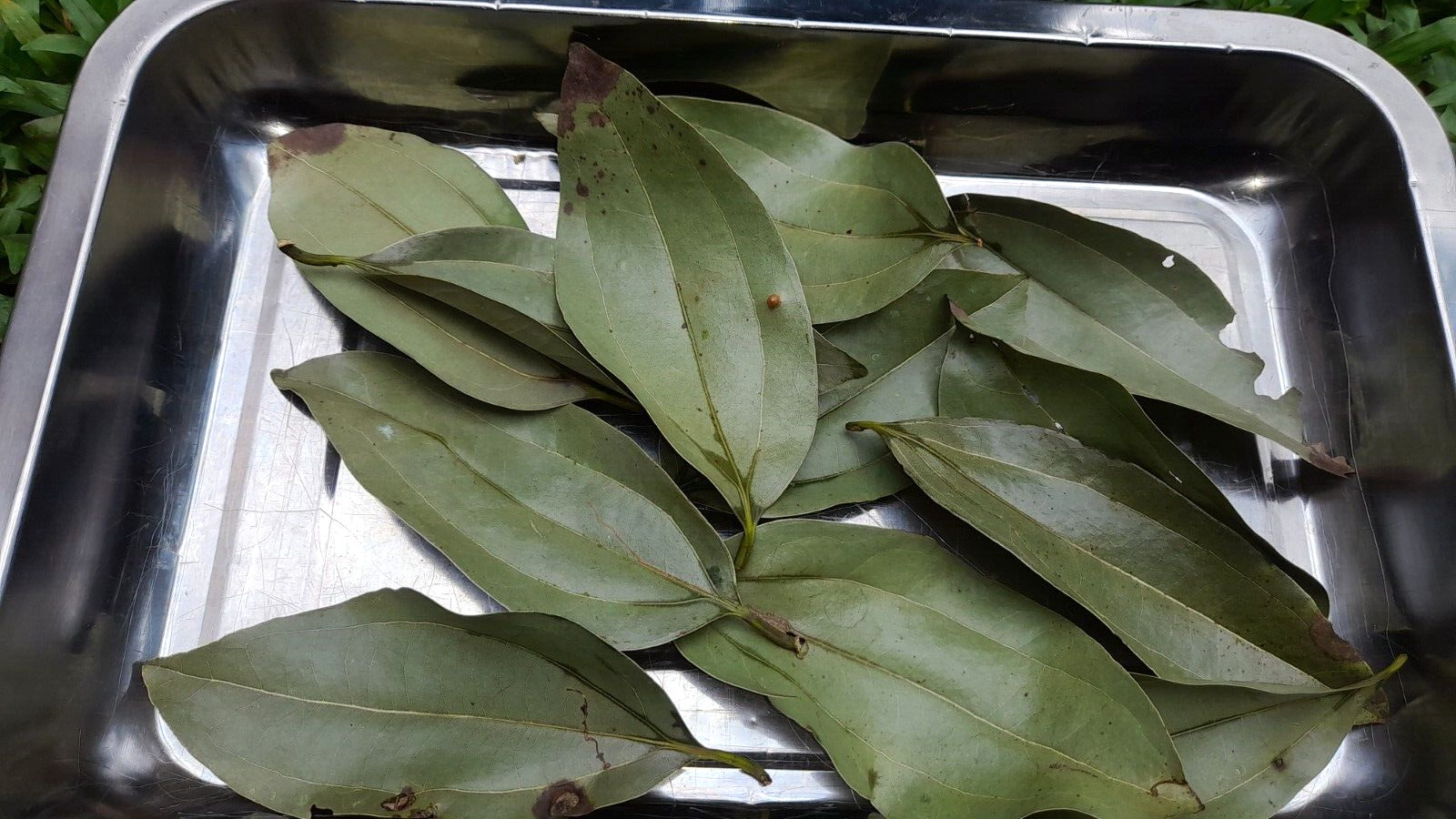 Ceylon Cinnamon Leaf: Aromatic Spice for Baking, Cooking, and Potpourri