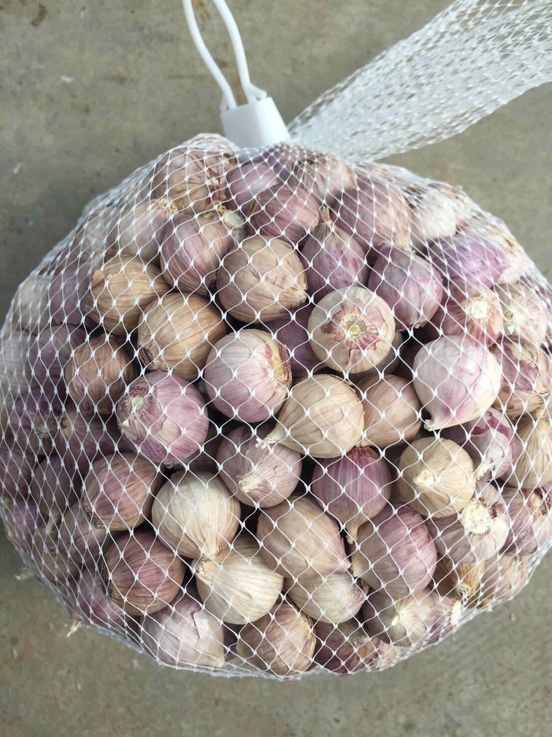 Single Bulb form of Elephant Garlic or Garlic tone 1000g. 1kg