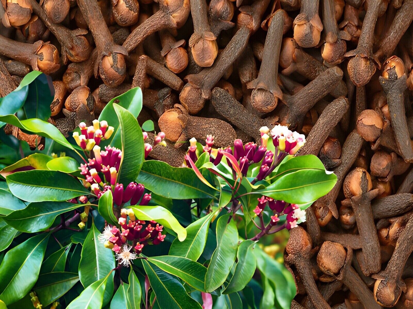 Whole Cloves 100% Organic Sun Dried, Hand Picked from INDIA 100 gram TO 1 kg